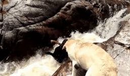 Chó nhanh trí giải thoát bạn khỏi dòng nước xiết